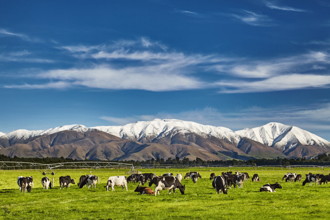 New Zealand Tour Packages by Flamingo Travels